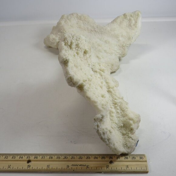 (1) solid Piece of REAL Coral over 3lbs & 13" long - Picture 10 of 14